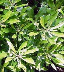 The Omnipresent Wax Myrtle