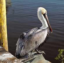 Lowcountry Photos at Colleton Museum
