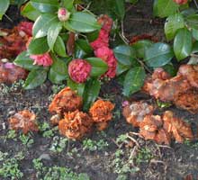 garden-Camellia-Cleanup