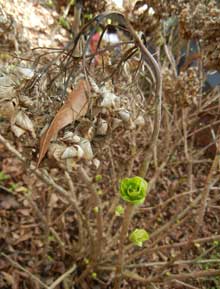 garden-Trimming-Hydrangeas