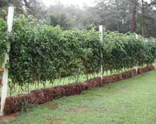 Straw Bale Gardening