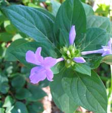 Summer Flowering Shrubs