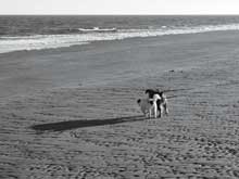 dog-beach-black