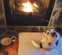 dog-fireplace