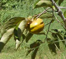Persimmons are Getting Ripe