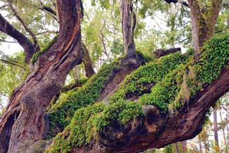 heritage-Tree-Crook