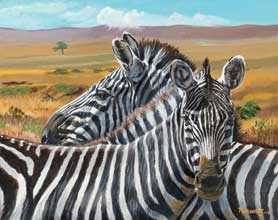 nature-Zebras