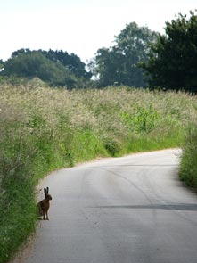 The 60-MPH Naturalist