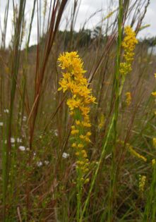 garden-goldenrod