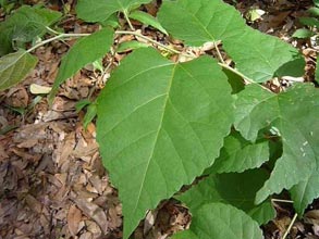 Basswood, sweet and tall