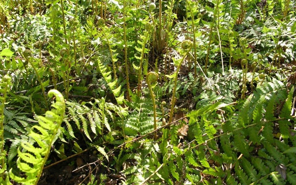 Ferns and Mosses Keep Their Cool