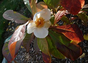 garden-Franklinia-alatamaha