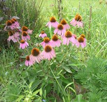 garden-coneflowers-pink