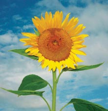 garden-sunflower
