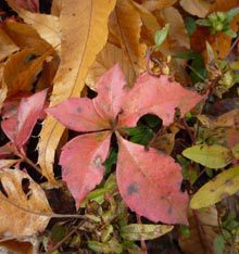 Native Plants in Autumn