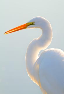 Portrait of the Lowcountry