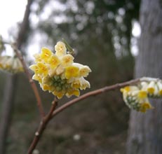 garden-Edgeworthia-chrysantha