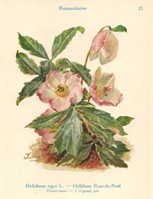 garden-Hellebore