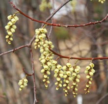 garden-Stachyurus-praecox