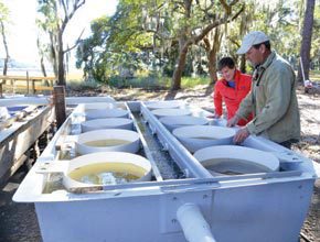 oysters-susan-frank