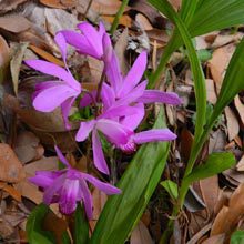 Spring is Bustin’ Out All Over