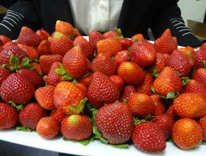 The Joy of Strawberries