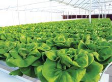 farm-Hydroponic-Lettuce