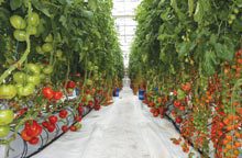 farm-Hydroponic-Tomatoes