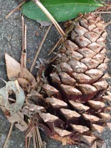 rants-pinecone