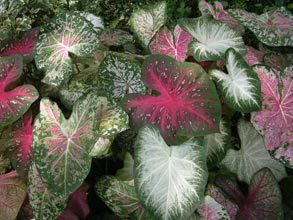 garden-calladium-leaves-create-shady-spot