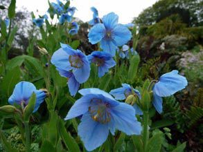 garden-Himalayan-Blue-Poppy-Meconopsis betonicifolia - Jura House Gardens - geograph.org.uk - 1327483