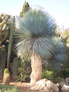 garden-Yucca-rostrata