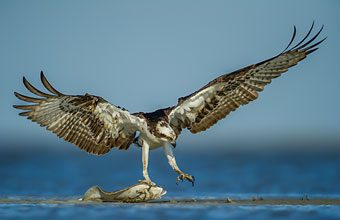 Wildlife-Rommel-Osprey-with-Flounder