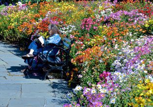 garden-Chrysanthemums-in-the-park.-Photo-by-David-McSpadden