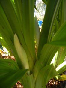 garden-Phaius-tankervilleae-Nuns-Orchid