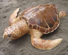 Sea Turtle Survival Challenge