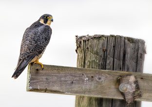 beholding-Peregrine-Falcon