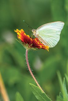 beholding-White-Sulfer-Butterfly-Merritt-Is-FL