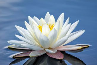 beholding-White-Water-Lilly-Santee-Lakes