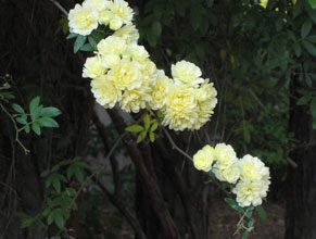 garden-Lady-Banksia2