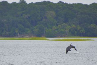 Amber-Dolphin-Leaping