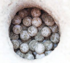 Loggerhead-Nest