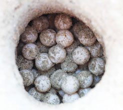 Enormous Sea Turtle Nest Found on Hunting Island