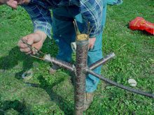 garden-Grafting-a-cherry-tree