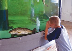 Redfish-cruise-the-Maritime-Center-Tank