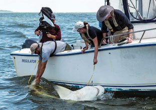 Tagging-Tiger-Shark-3