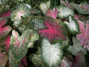 garden-calladium-leaves-heart-shaped