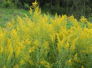 garden-golden-rod