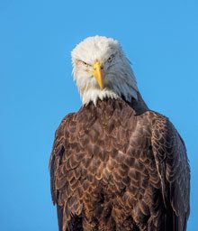 just-birds-Eagle-Stare