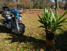 garden-nuns-orchid-and-harley